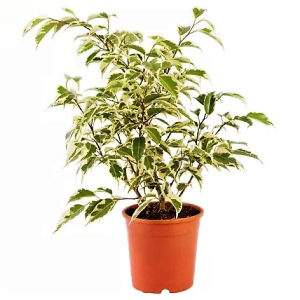 Ficus benjamina variegata, Variegated Weeping Fig - www.Greenie.ae Buy online Best and Healthy Plants and quality products guarantee in Dubai Plants Shop in Dubai Abu Dhabi all over UAE Plants near me Fresh Plants in Dubai where to buy plants in UAE - Greenie.ae
