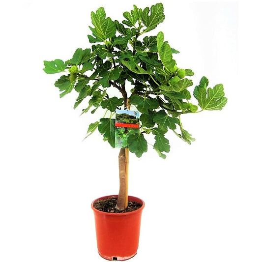 Fig Tree, Ficus Carica - www.Greenie.ae Buy online Best and Healthy Plants and quality products guarantee in Dubai Plants Shop in Dubai Abu Dhabi all over UAE Plants near me Fresh Plants in Dubai where to buy plants in UAE - Greenie.ae