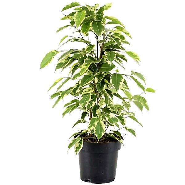 Ficus benjamina variegata, Variegated Weeping Fig - www.Greenie.ae Buy online Best and Healthy Plants and quality products guarantee in Dubai Plants Shop in Dubai Abu Dhabi all over UAE Plants near me Fresh Plants in Dubai where to buy plants in UAE - Greenie.ae