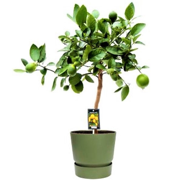 Citrus Aurantifolia, Citrus Omani - www.Greenie.ae Buy online Best and Healthy Plants and quality products guarantee in Dubai Plants Shop in Dubai Abu Dhabi all over UAE Plants near me Fresh Plants in Dubai where to buy plants in UAE - Greenie.ae