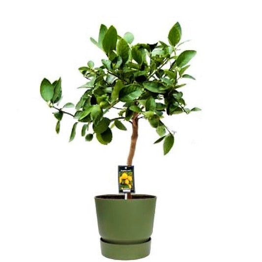 Citrus orange, Orange Tree - www.Greenie.ae Buy online Best and Healthy Plants and quality products guarantee in Dubai Plants Shop in Dubai Abu Dhabi all over UAE Plants near me Fresh Plants in Dubai where to buy plants in UAE - Greenie.ae