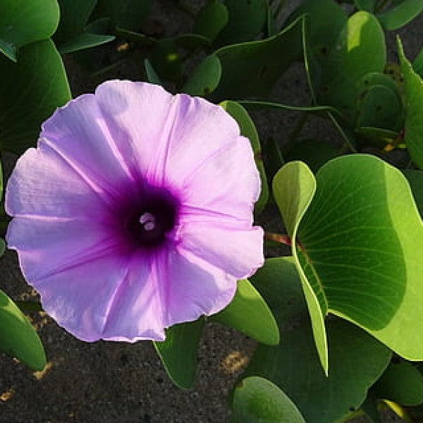 Ipomoea cairica, Cairo morning glory, coast morning glory - www.Greenie.ae Buy online Best and Healthy Plants and quality products guarantee in Dubai Plants Shop in Dubai Abu Dhabi all over UAE Plants near me Fresh Plants in Dubai where to buy plants in UAE - Greenie.ae