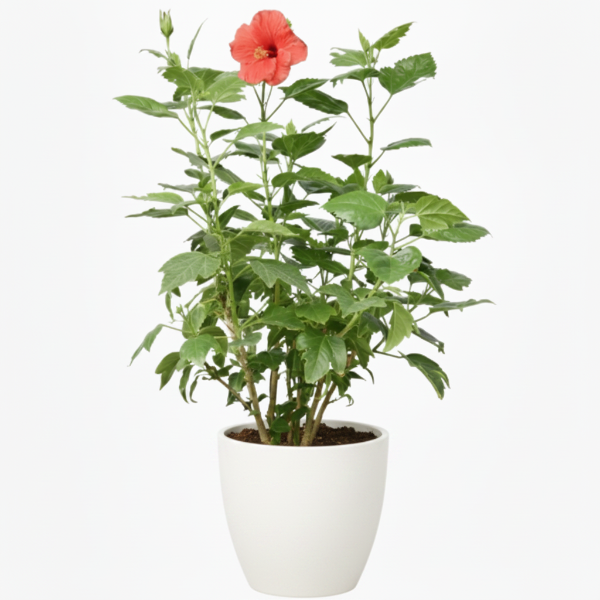 Sinensis Red, Hibiscus Rosa