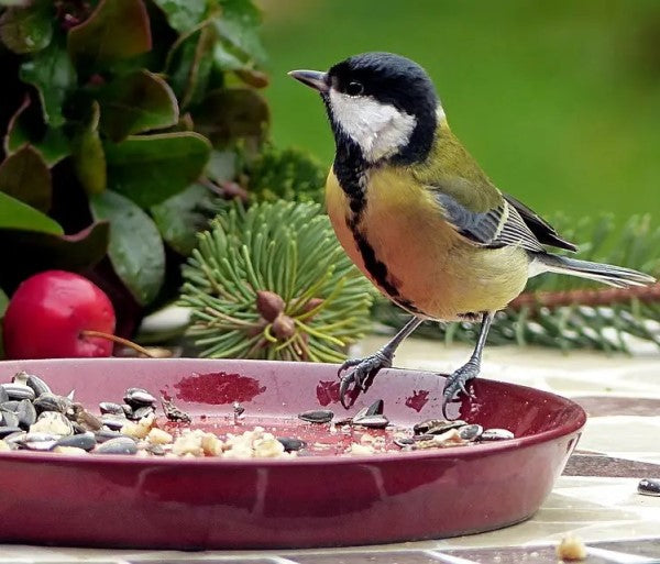 Bird Food (Mix Seed)