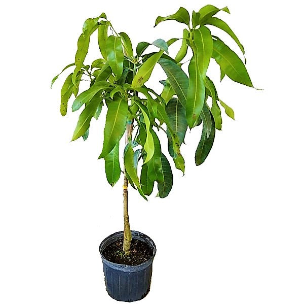 Mangifera indica, Mango Tree - www.Greenie.ae Buy online Best and Healthy Plants and quality products guarantee in Dubai Plants Shop in Dubai Abu Dhabi all over UAE Plants near me Fresh Plants in Dubai where to buy plants in UAE - Greenie.ae