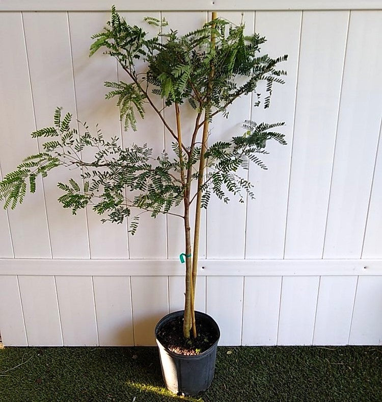 Tamarind Tree, Tamarindus Indica