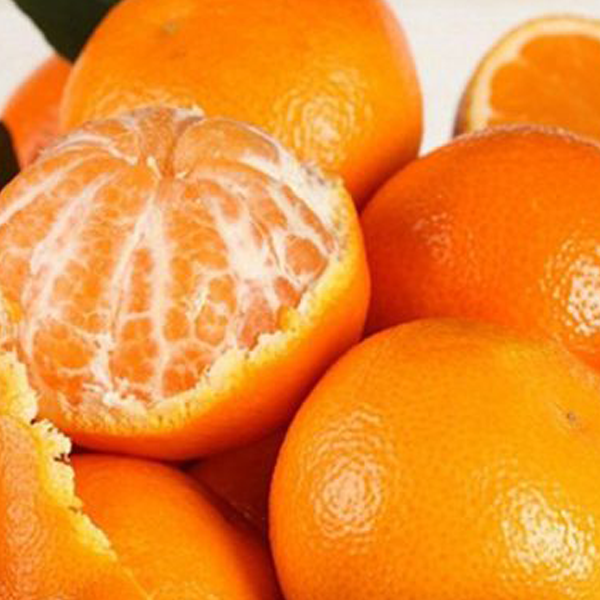 Mandarin Plant - www.Greenie.ae Buy online Best and Healthy Plants and quality products guarantee in Dubai Plants Shop in Dubai Abu Dhabi all over UAE Plants near me Fresh Plants in Dubai where to buy plants in UAE - Greenie.ae