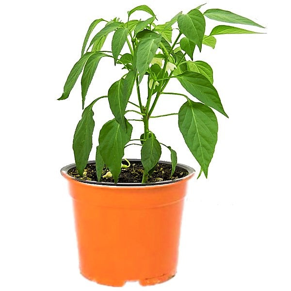 Ornamental pepper plant - www.Greenie.ae Buy online Best and Healthy Plants and quality products guarantee in Dubai Plants Shop in Dubai Abu Dhabi all over UAE Plants near me Fresh Plants in Dubai where to buy plants in UAE - Greenie.ae
