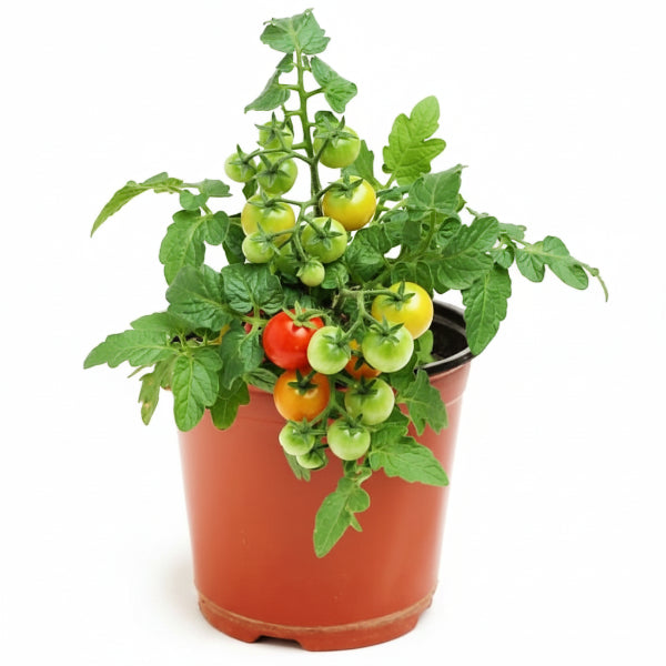 Cherry Tomato Plant - www.Greenie.ae Buy online Best and Healthy Plants and quality products guarantee in Dubai Plants Shop in Dubai Abu Dhabi all over UAE Plants near me Fresh Plants in Dubai where to buy plants in UAE - Greenie.ae
