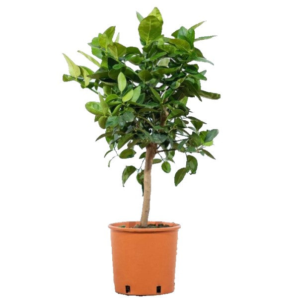 Citrus Aurantifolia, Citrus Omani - www.Greenie.ae Buy online Best and Healthy Plants and quality products guarantee in Dubai Plants Shop in Dubai Abu Dhabi all over UAE Plants near me Fresh Plants in Dubai where to buy plants in UAE - Greenie.ae