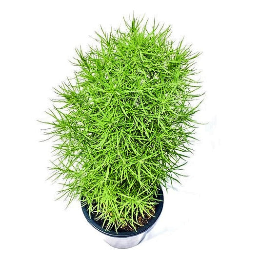 Summer Cypress, Kochia - www.Greenie.ae Buy online Best and Healthy Plants and quality products guarantee in Dubai Plants Shop in Dubai Abu Dhabi all over UAE Plants near me Fresh Plants in Dubai where to buy plants in UAE - Greenie.ae