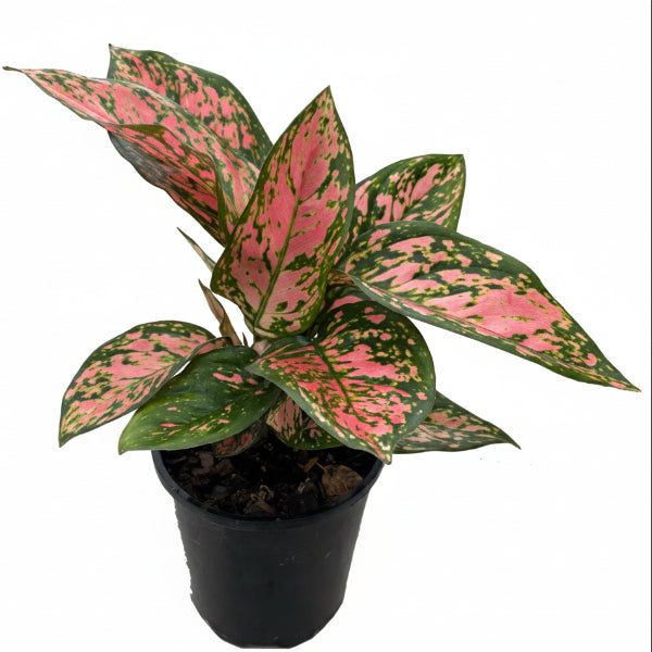 Aglaonema Red Valentine - www.Greenie.ae Buy online Best and Healthy Plants and quality products guarantee in Dubai Plants Shop in Dubai Abu Dhabi all over UAE Plants near me Fresh Plants in Dubai where to buy plants in UAE - Greenie.ae Agave Attenuata,