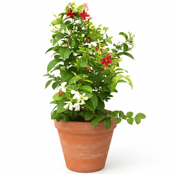 Clerodendrum Thomsoniae, Pink Bleeding Heart Vine - www.Greenie.ae Buy online Best and Healthy Plants and quality products guarantee in Dubai Plants Shop in Dubai Abu Dhabi all over UAE Plants near me Fresh Plants in Dubai where to buy plants in UAE - Greenie.ae
