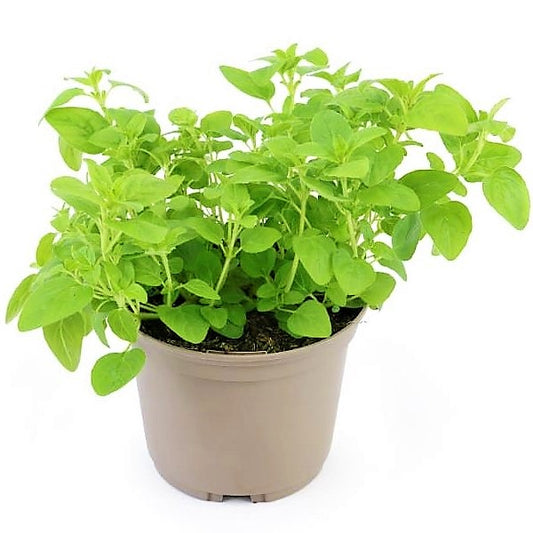 Sweet Marjoram - www.Greenie.ae Buy online Best and Healthy Plants and quality products guarantee in Dubai Plants Shop in Dubai Abu Dhabi all over UAE Plants near me Fresh Plants in Dubai where to buy plants in UAE - Greenie.ae
