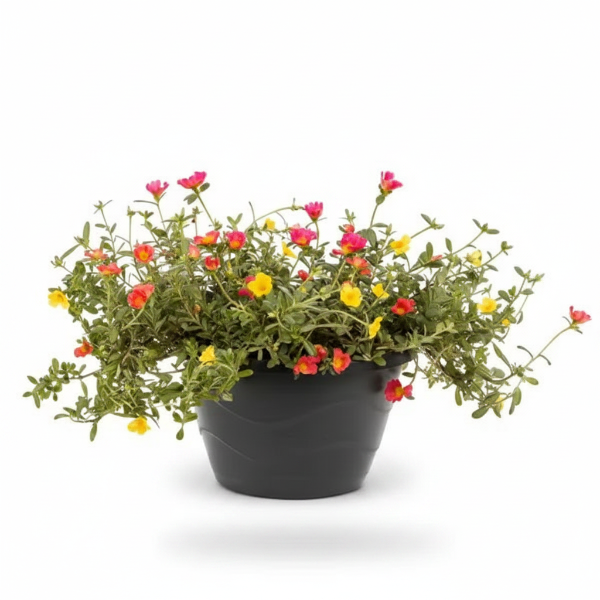 Rose Moss, Portulaca Grandiflora