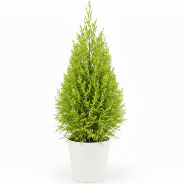 Goldcrest Wilma, Cupressus macrocarpa, Lemon Cyperus