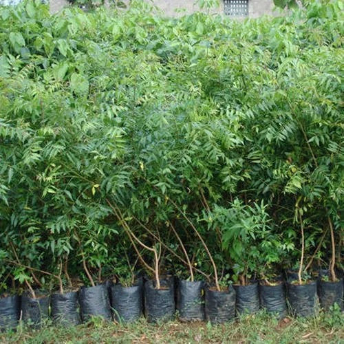 Neem Tree, Neem Plant, Azadirachta indica - Greenie.ae Dubai UAE Delivery Online Shop