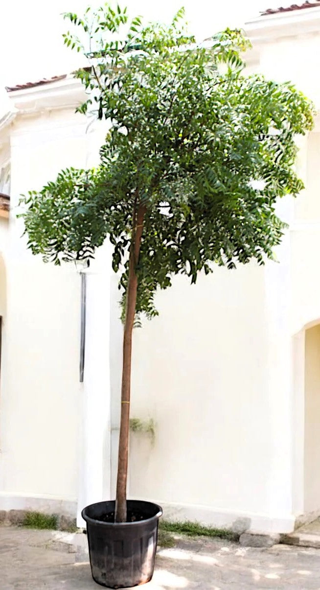 Neem Tree, Neem Plant, Azadirachta indica
