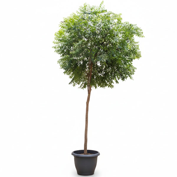 Neem Tree, Neem Plant, Azadirachta indica