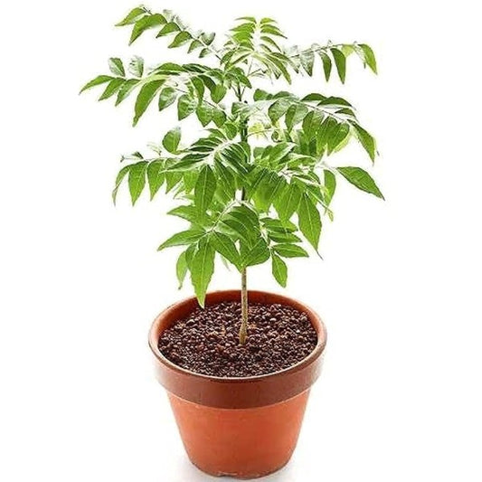 Neem Tree, Neem Plant, Azadirachta indica