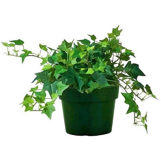 Hedera helix, English Ivy - www.Greenie.ae Buy online Best and Healthy Plants and quality products guarantee in Dubai Plants Shop in Dubai Abu Dhabi all over UAE Plants near me Fresh Plants in Dubai where to buy plants in UAE - Greenie.ae