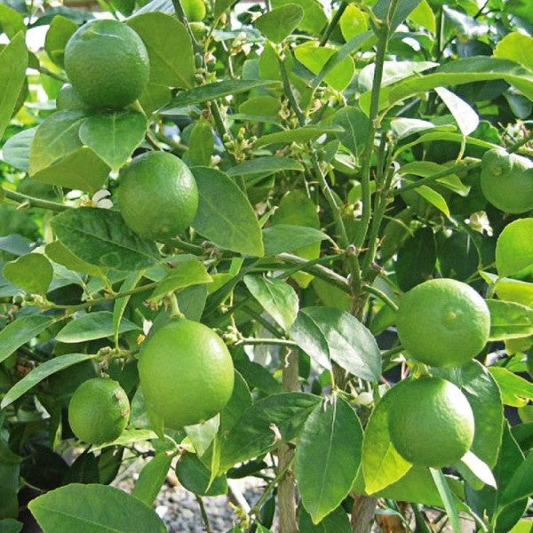 Citrus Aurantifolia, Citrus Omani - www.Greenie.ae Buy online Best and Healthy Plants and quality products guarantee in Dubai Plants Shop in Dubai Abu Dhabi all over UAE Plants near me Fresh Plants in Dubai where to buy plants in UAE - Greenie.ae