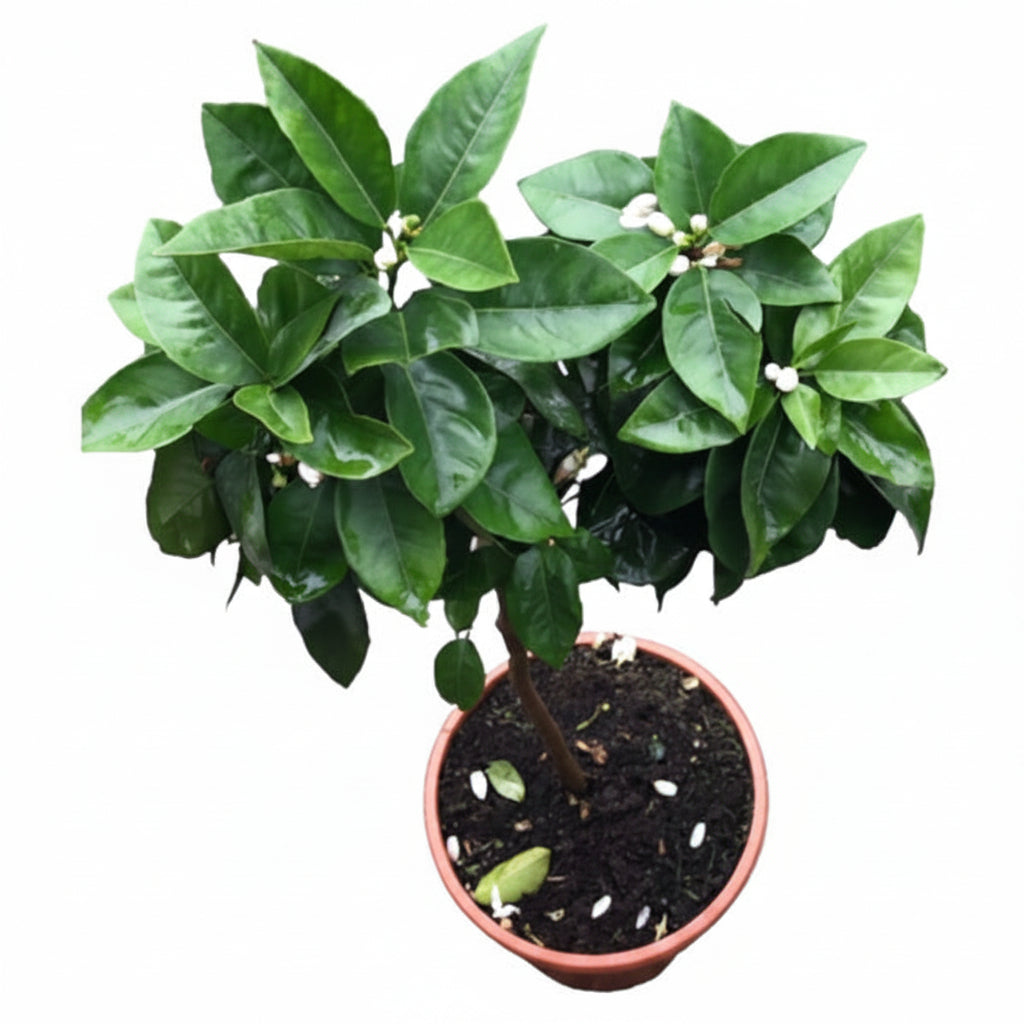 Citrus orange, Sinensis Spain - www.Greenie.ae Buy online Best and Healthy Plants and quality products guarantee in Dubai Plants Shop in Dubai Abu Dhabi all over UAE Plants near me Fresh Plants in Dubai where to buy plants in UAE - Greenie.ae