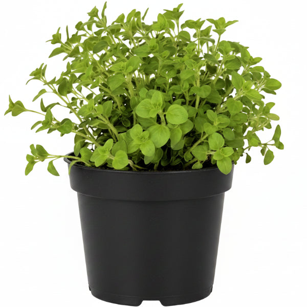 Oregano Herb, Origanum Vulgare - www.Greenie.ae Buy online Best and Healthy Plants and quality products guarantee in Dubai Plants Shop in Dubai Abu Dhabi all over UAE Plants near me Fresh Plants in Dubai where to buy plants in UAE - Greenie.ae