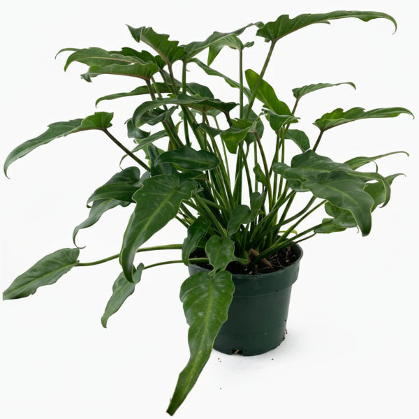 Philodendron xanadu - Greenie.ae Dubai UAE Delivery Online Shop