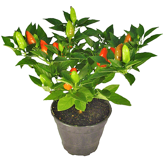 Ornamental pepper plant - www.Greenie.ae Buy online Best and Healthy Plants and quality products guarantee in Dubai Plants Shop in Dubai Abu Dhabi all over UAE Plants near me Fresh Plants in Dubai where to buy plants in UAE - Greenie.ae