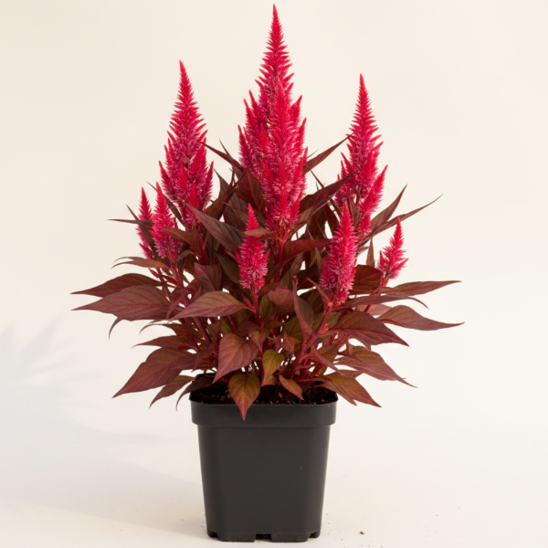 Red Amaranth, Amaranthus Cruentus - www.Greenie.ae Buy online Best and Healthy Plants and quality products guarantee in Dubai Plants Shop in Dubai Abu Dhabi all over UAE Plants near me Fresh Plants in Dubai where to buy plants in UAE - Greenie.ae