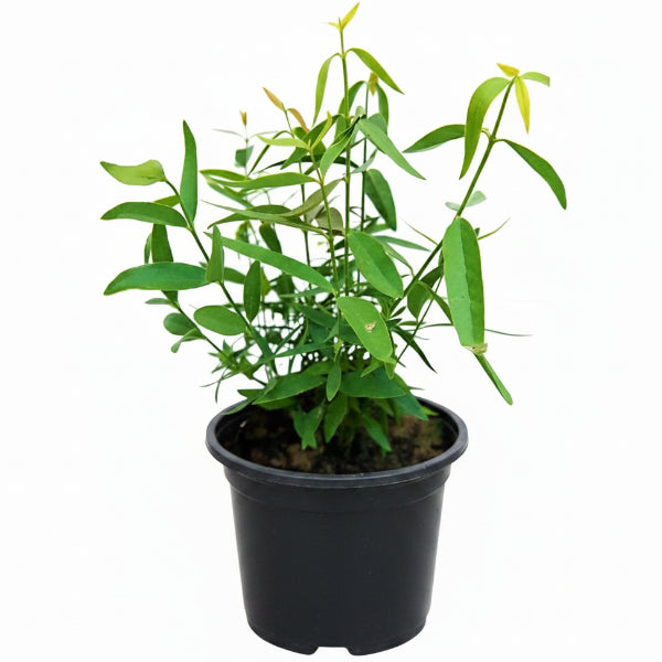 Miswak Plant, Salvadora persica, Toothbrush Tree - Greenie.ae Dubai UAE Delivery Online Shop