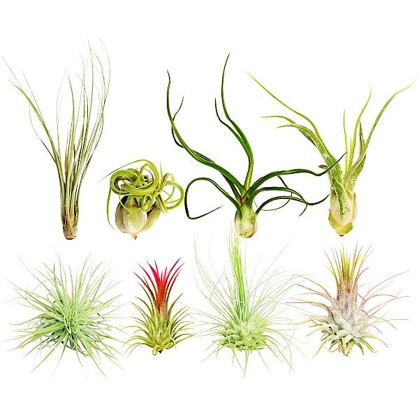 Air Plants Assorted Mix - www.Greenie.ae Buy online Best and Healthy Plants and quality products guarantee in Dubai Plants Shop in Dubai Abu Dhabi all over UAE Plants near me Fresh Plants in Dubai where to buy plants in UAE - Greenie.ae