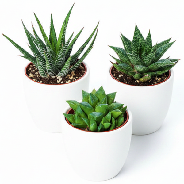 Haworthia Succulents
