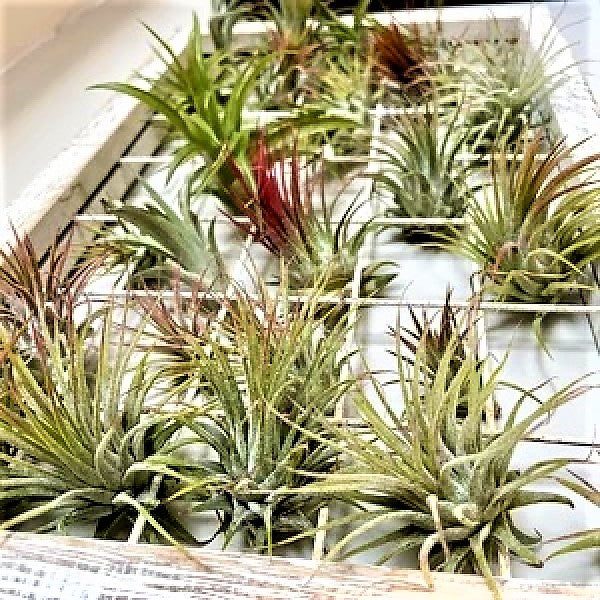 Air Plants Assorted Mix - www.Greenie.ae Buy online Best and Healthy Plants and quality products guarantee in Dubai Plants Shop in Dubai Abu Dhabi all over UAE Plants near me Fresh Plants in Dubai where to buy plants in UAE - Greenie.ae