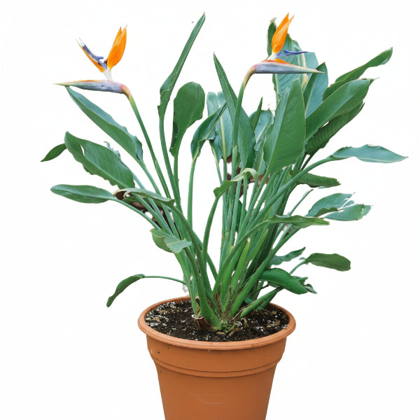Bird of Paradise, Strelitzia Reginae, Indoor - www.Greenie.ae Buy online Best and Healthy Plants and quality products guarantee in Dubai Plants Shop in Dubai Abu Dhabi all over UAE Plants near me Fresh Plants in Dubai where to buy plants in UAE - Greenie.ae