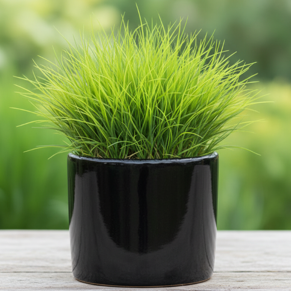 Zoysia Japonica, Korean Lawn Grass - Greenie.ae Dubai UAE Delivery Online Shop