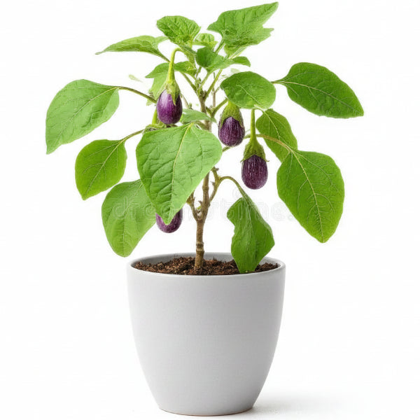 Egg Plant, Solanum Melongena