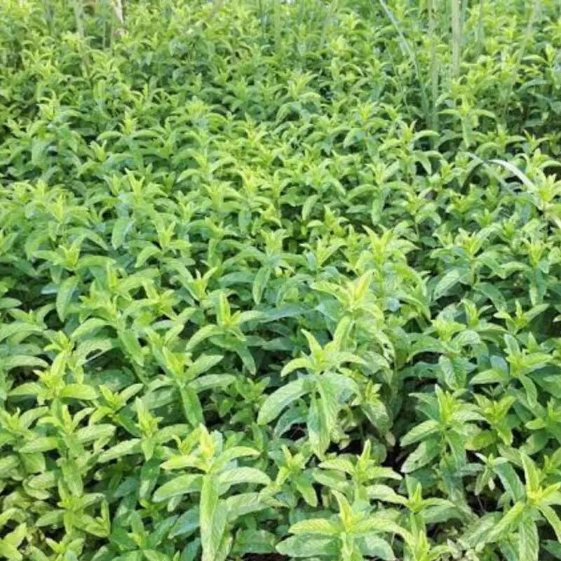 Habak, Mentha longifolia, Desert mint