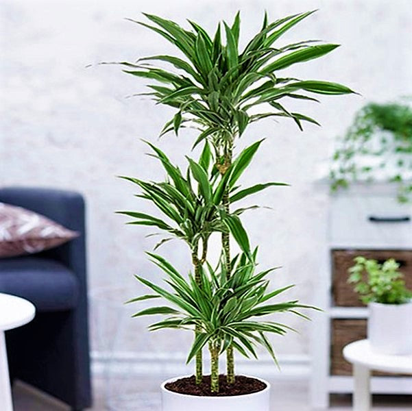 Dracaena deremensis Warneckei - www.Greenie.ae Buy online Best and Healthy Plants and quality products guarantee in Dubai Plants Shop in Dubai Abu Dhabi all over UAE Plants near me Fresh Plants in Dubai where to buy plants in UAE - Greenie.ae