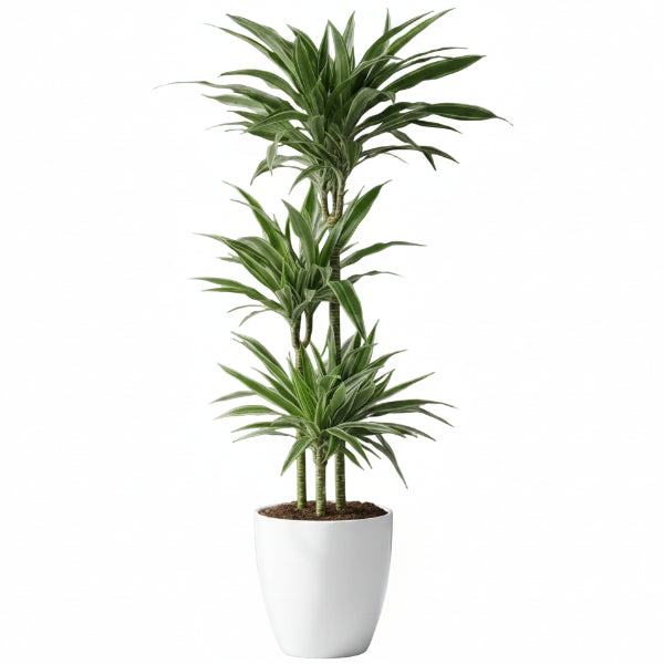 Dracaena deremensis Warneckei - www.Greenie.ae Buy online Best and Healthy Plants and quality products guarantee in Dubai Plants Shop in Dubai Abu Dhabi all over UAE Plants near me Fresh Plants in Dubai where to buy plants in UAE - Greenie.ae