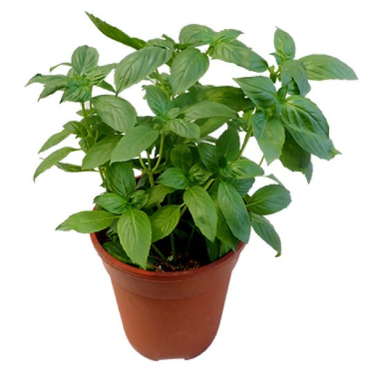 Rehan Herb, Persian Basil, Ocimum Basilicum - www.Greenie.ae Buy online Best and Healthy Plants and quality products guarantee in Dubai Plants Shop in Dubai Abu Dhabi all over UAE Plants near me Fresh Plants in Dubai where to buy plants in UAE - Greenie.ae