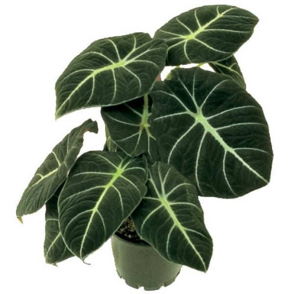 Alocasia Black Velvet Dwarf - www.Greenie.ae Buy online Best and Healthy Plants and quality products guarantee in Dubai Plants Shop in Dubai Abu Dhabi all over UAE Plants near me Fresh Plants in Dubai where to buy plants in UAE - Greenie.ae