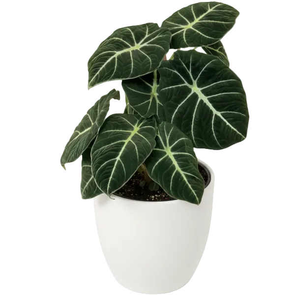 Alocasia Black Velvet Dwarf - Greenie.ae Dubai UAE Delivery Online Shop