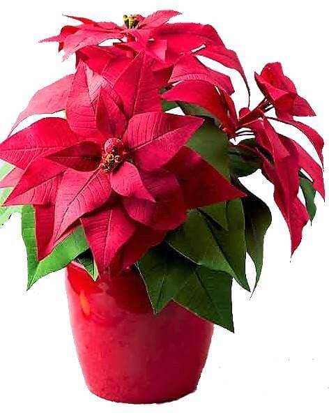 Euphorbia Pulcherrima (Titan Red), Poinsettia - www.Greenie.ae Buy online Best and Healthy Plants and quality products guarantee in Dubai Plants Shop in Dubai Abu Dhabi all over UAE Plants near me Fresh Plants in Dubai where to buy plants in UAE - Greenie.ae