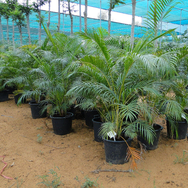 Areca Palm Chrysalidocarpus lutescens Outdoor- www.Greenie.ae Buy online Best and Healthy Plants and quality products guarantee in Dubai Plants Shop in Dubai Abu Dhabi all over UAE Plants near me Fresh Plants in Dubai where to buy plants in UAE - Greenie.ae