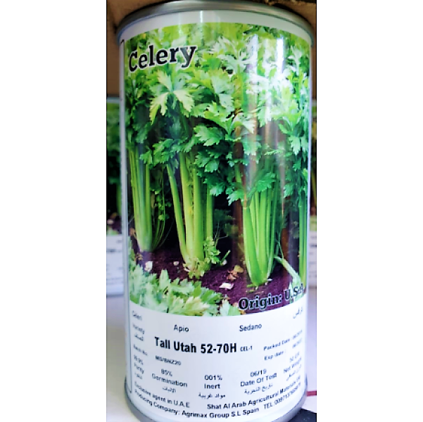 Utah 52, 70 Celery Seeds Tin - www.Greenie.ae Buy online Best and Healthy Plants and quality products guarantee in Dubai Plants Shop in Dubai Abu Dhabi all over UAE Plants near me Fresh Plants in Dubai where to buy plants in UAE - Greenie.ae