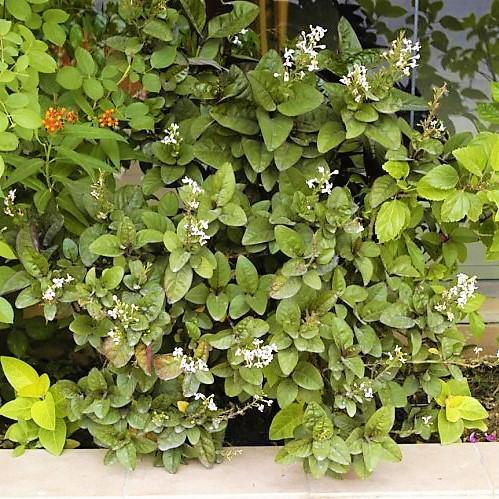 Eranthemum Atropurpureum, Purple False Eranthemum - www.Greenie.ae Buy online Best and Healthy Plants and quality products guarantee in Dubai Plants Shop in Dubai Abu Dhabi all over UAE Plants near me Fresh Plants in Dubai where to buy plants in UAE - Greenie.ae