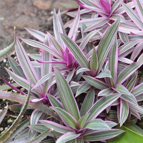 Rhoeo Discolor, Moses In The Cradle (small) - www.Greenie.ae Buy online Best and Healthy Plants and quality products guarantee in Dubai Plants Shop in Dubai Abu Dhabi all over UAE Plants near me Fresh Plants in Dubai where to buy plants in UAE - Greenie.ae