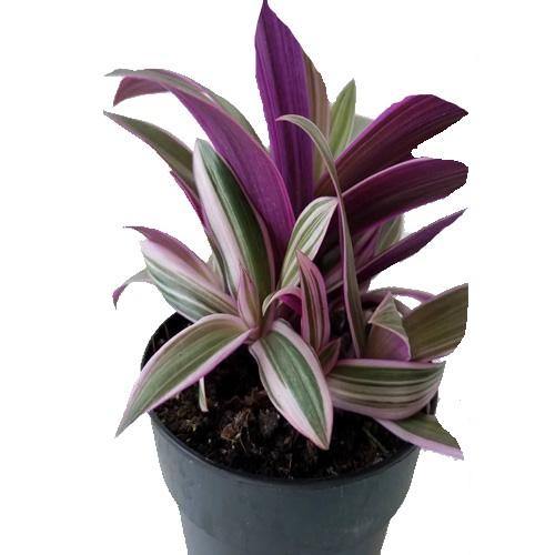 Rhoeo Discolor, Moses In The Cradle (small) - www.Greenie.ae Buy online Best and Healthy Plants and quality products guarantee in Dubai Plants Shop in Dubai Abu Dhabi all over UAE Plants near me Fresh Plants in Dubai where to buy plants in UAE - Greenie.ae